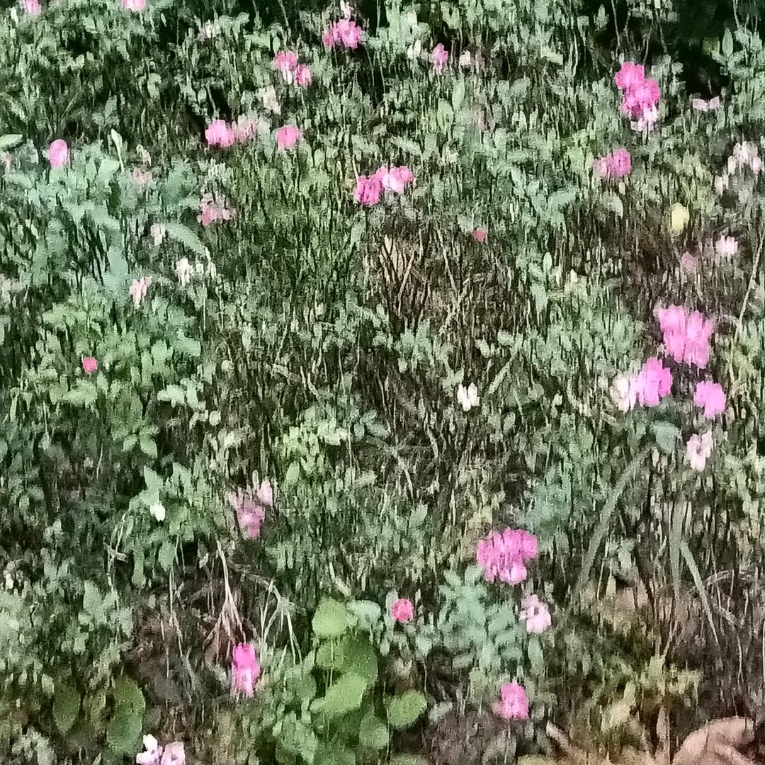 🍓心已(🍓归零🍓