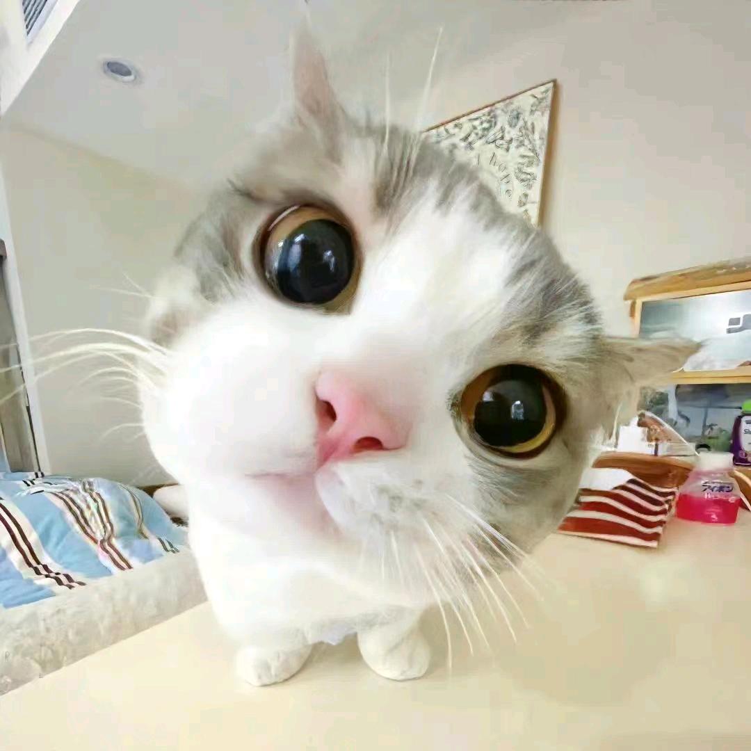 江苏小渣渣