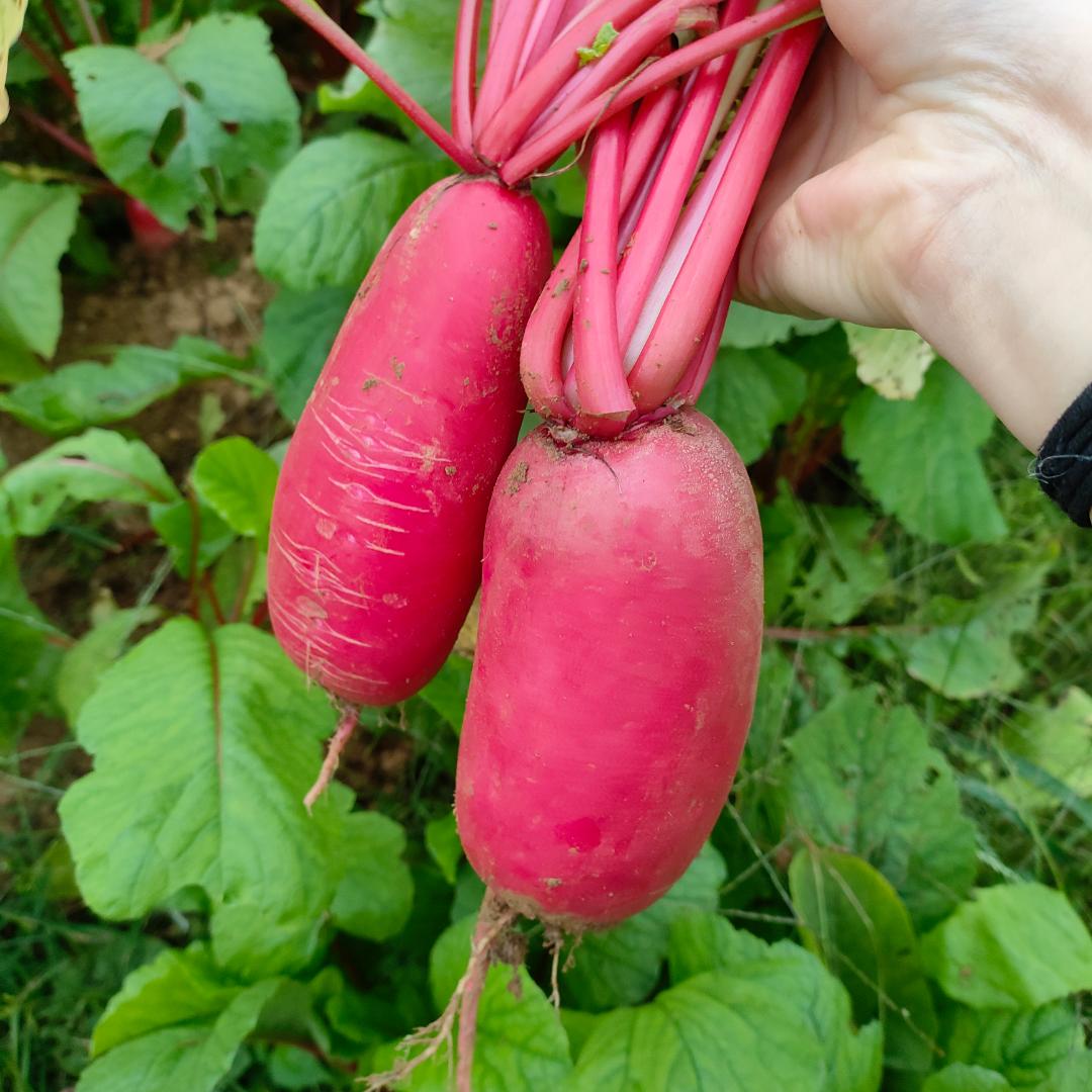 菜大姐鲜果蔬菜铺