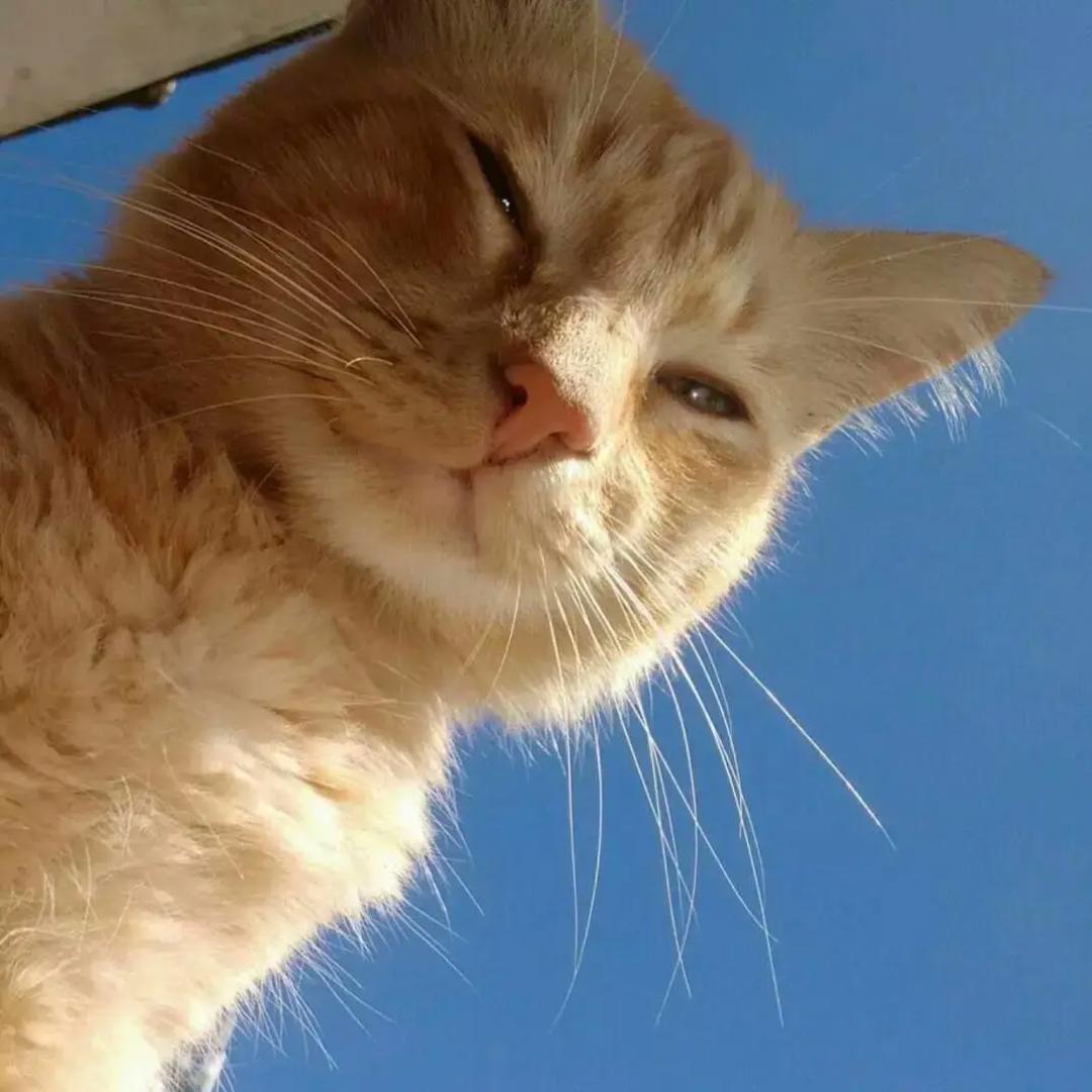大西几🐱