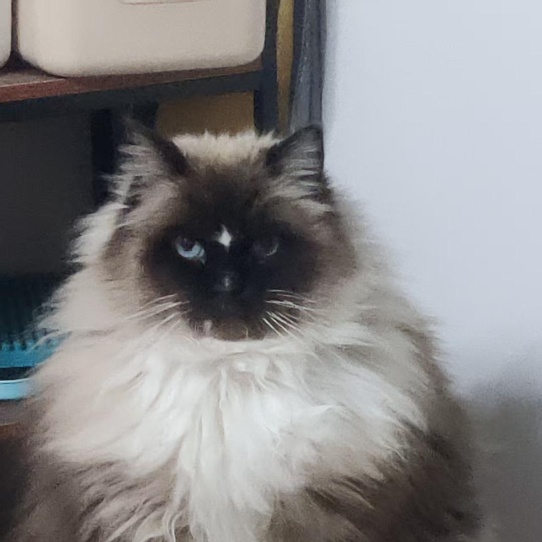 🌈 三只猫的日常vlog（努力涨粉）