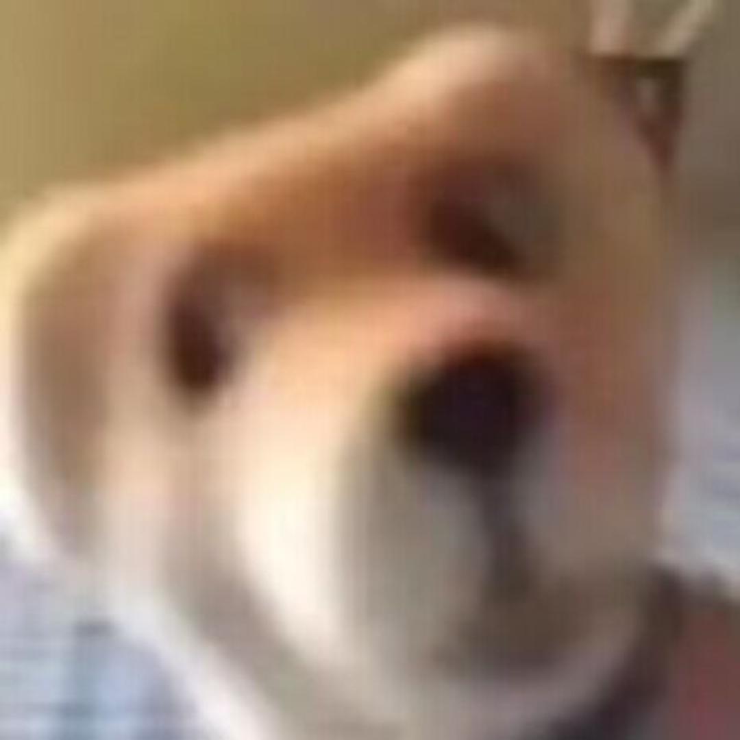 猪鸭就是这样的