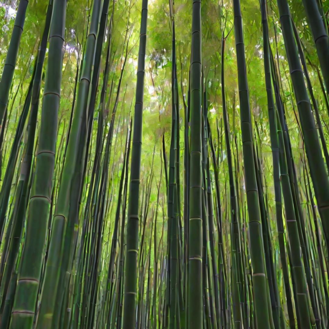 月沣百