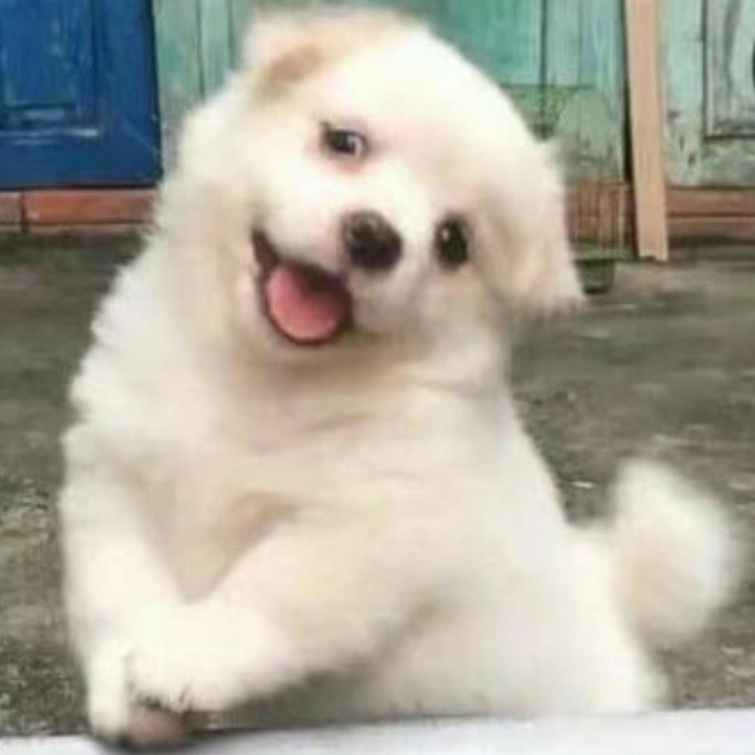 哎呀小强