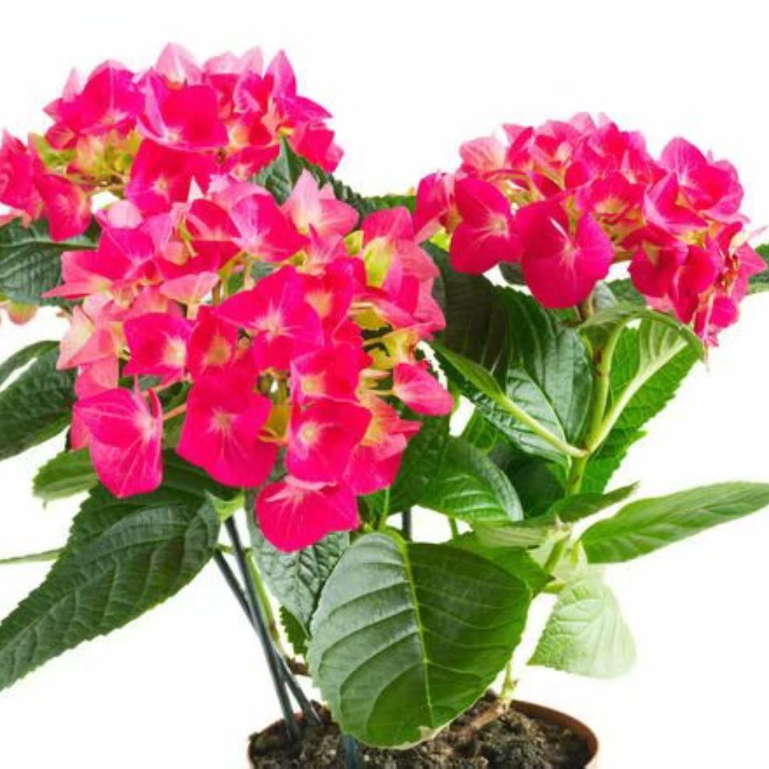 清泉街！匠心精神