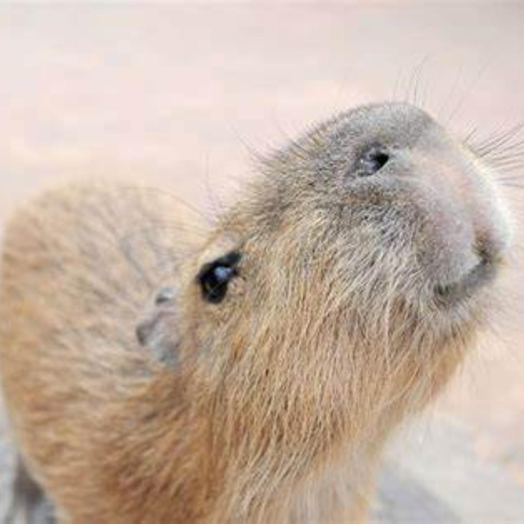 深夜喝咖啡的老鼠