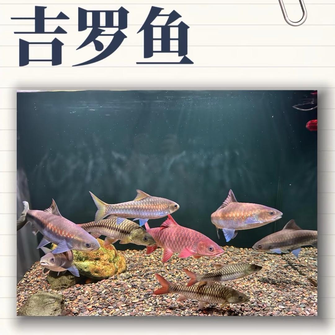 铭轩数码官方号