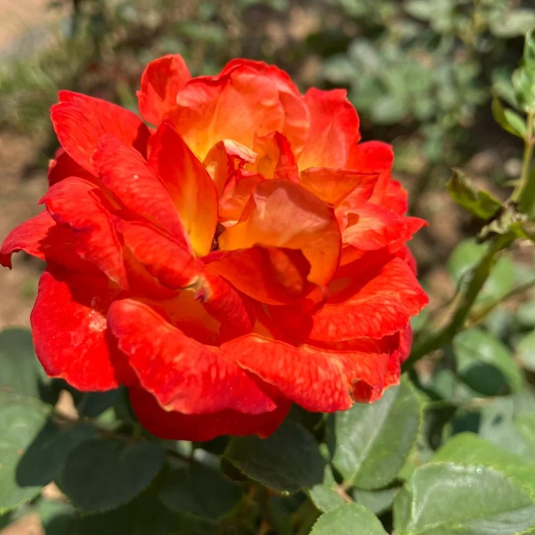 绿春葛涉商贸行