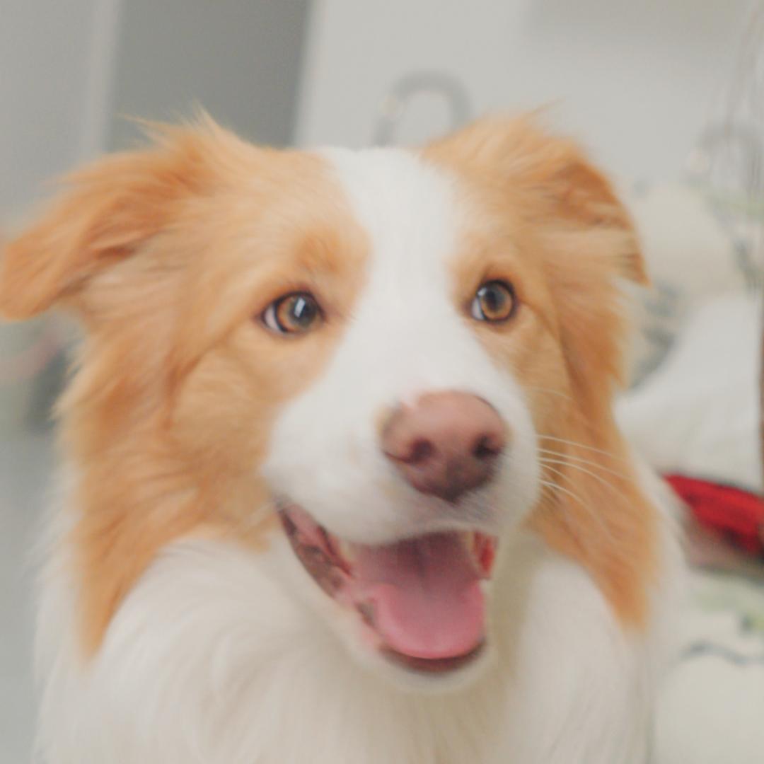 边牧陈三千