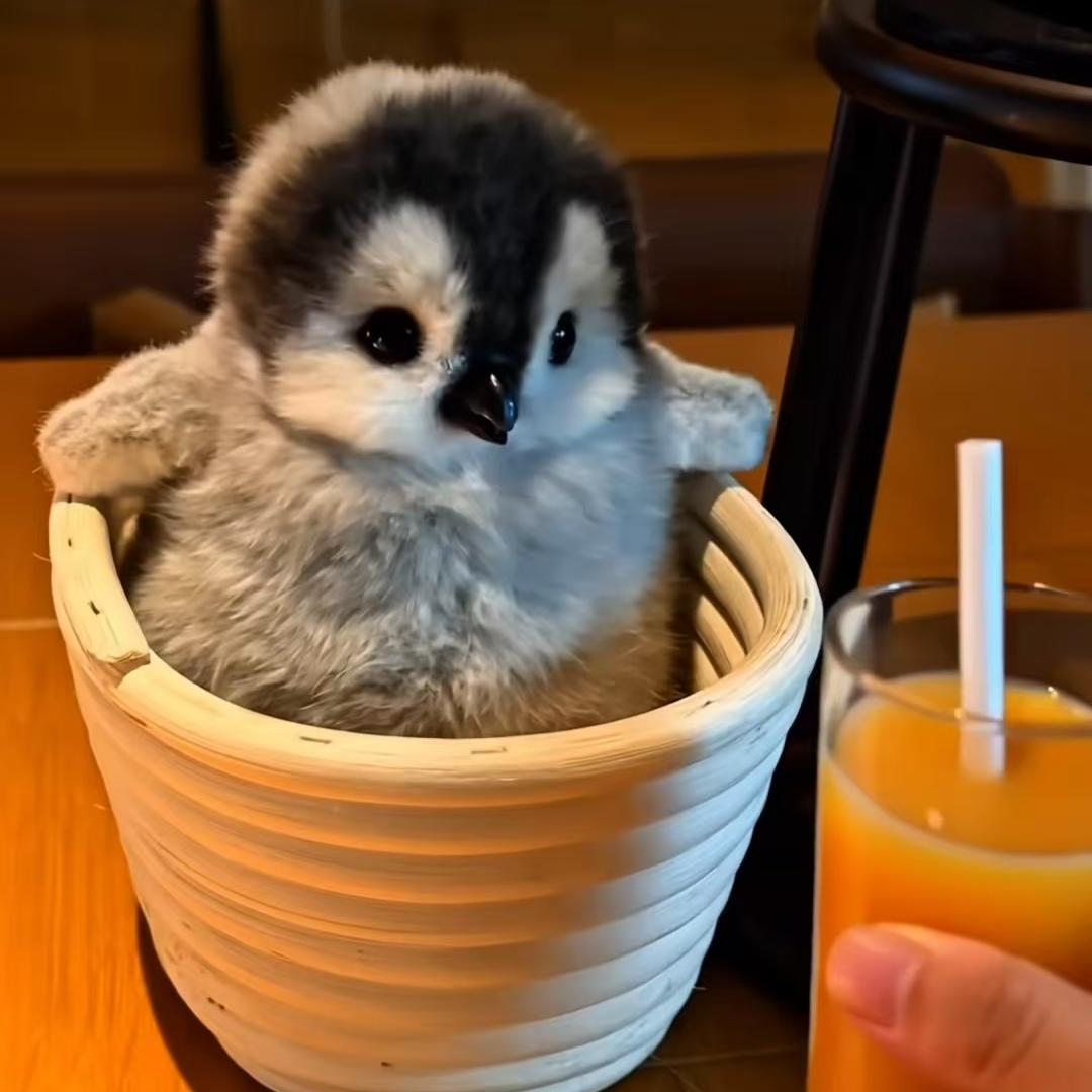 羲和智联