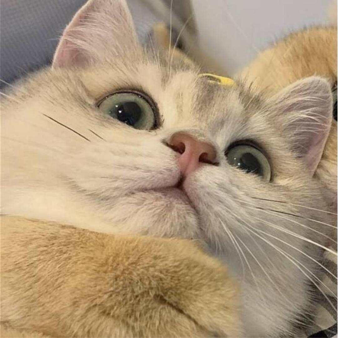 阿良（狒狒版）