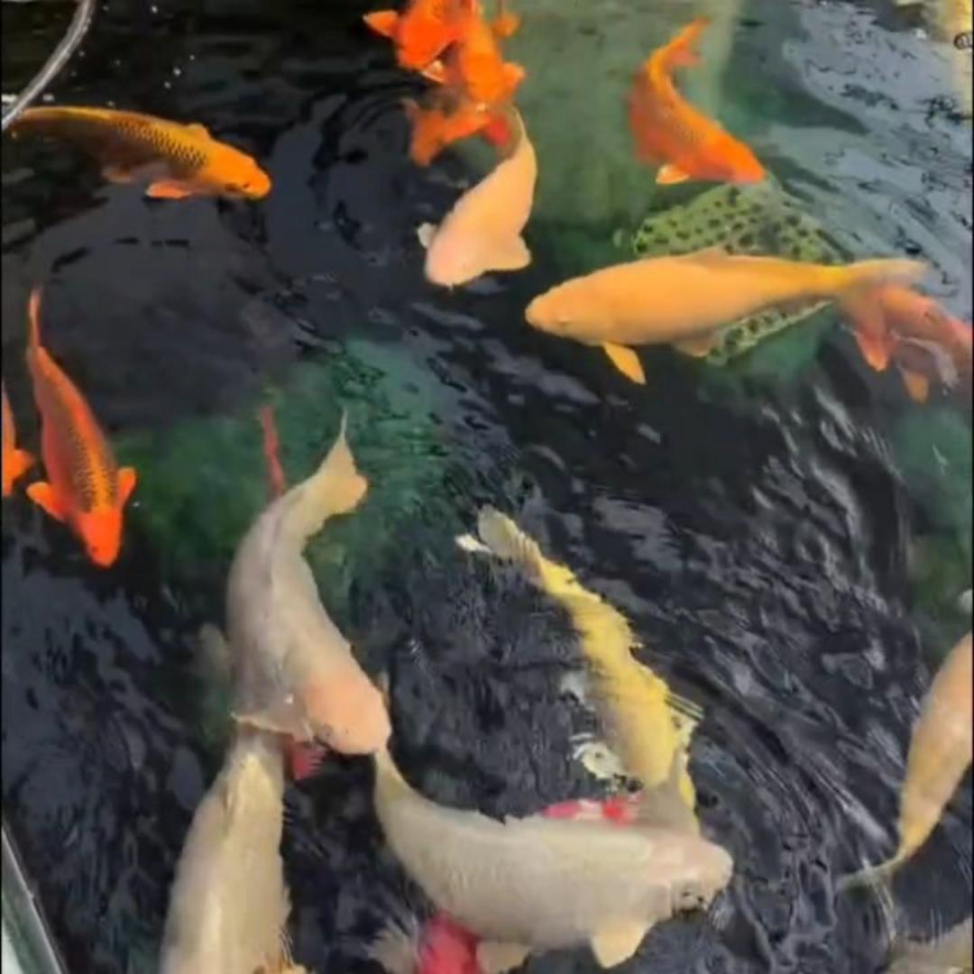 用户3157208828490