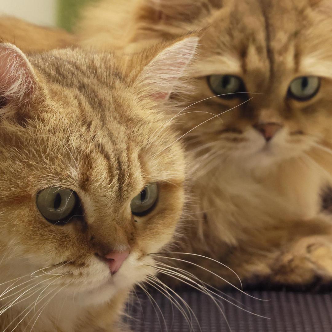 招财进宝的日常