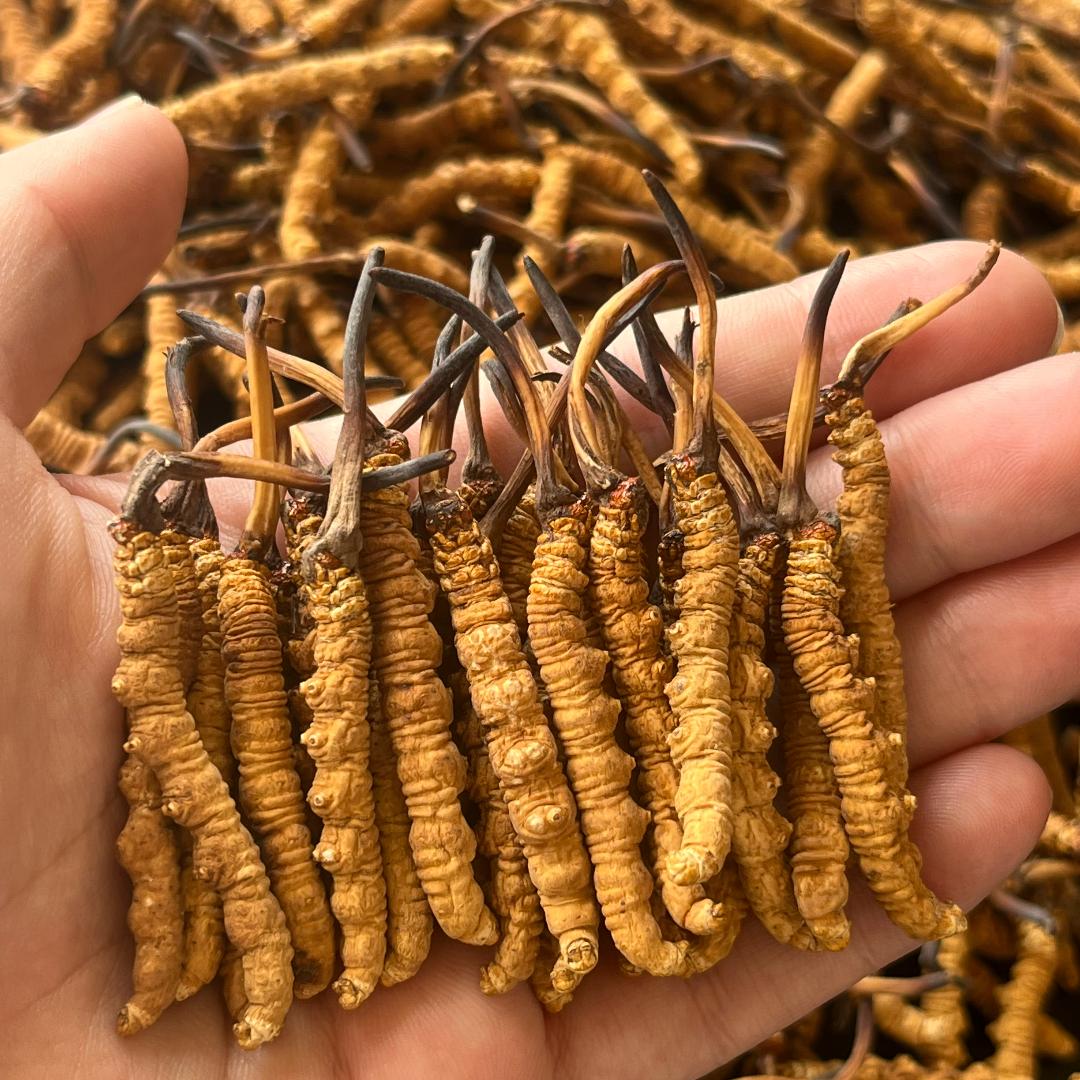 迅翔优品润泉滋补养生专卖店