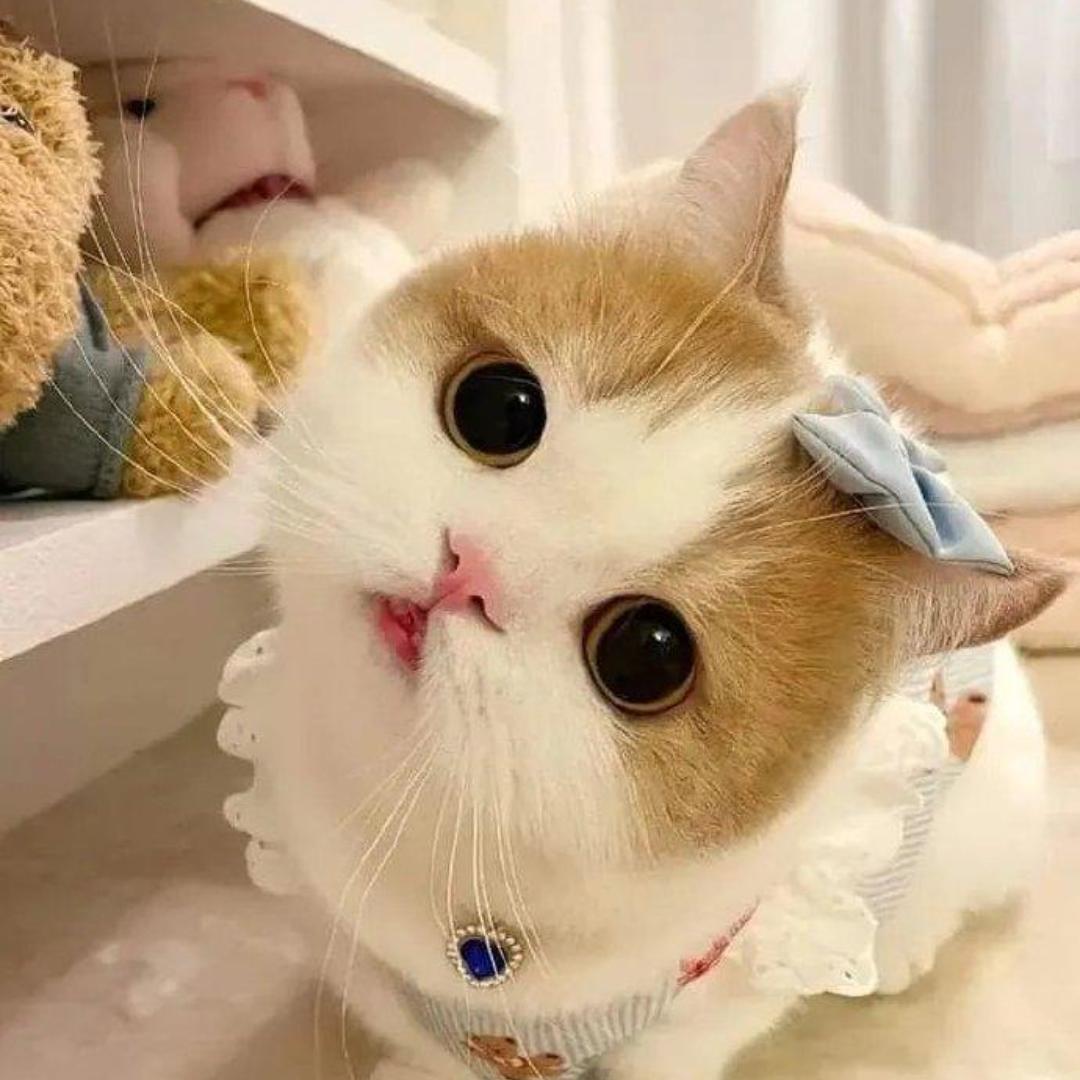 随道心
