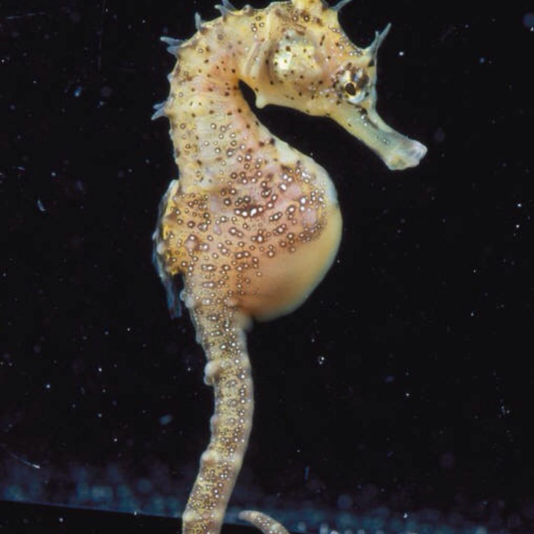 潮州啊香海马铺