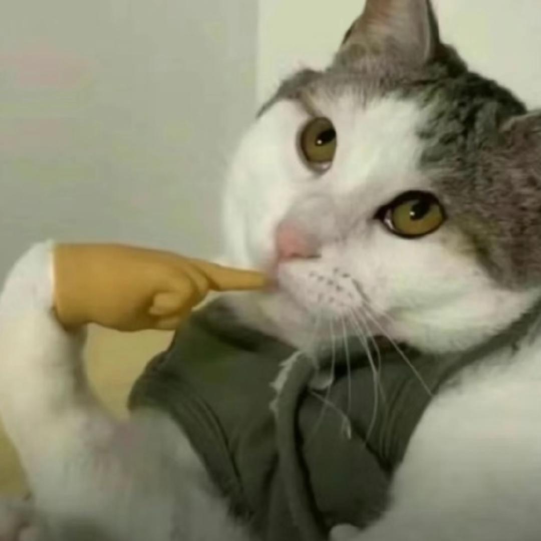 大西洋的金丝猴也要上学