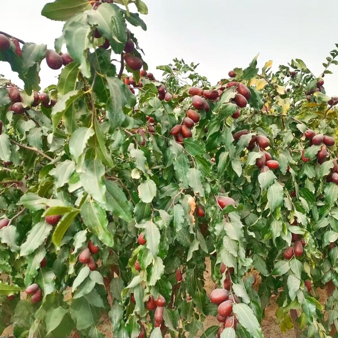 和田优俊干果店