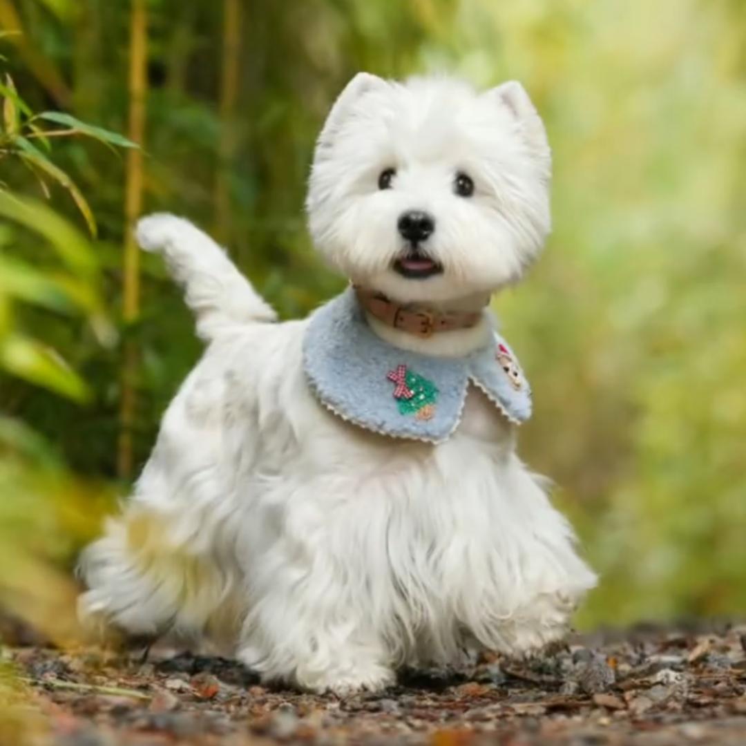 上海犬迷犬舍~正规犬舍可上门