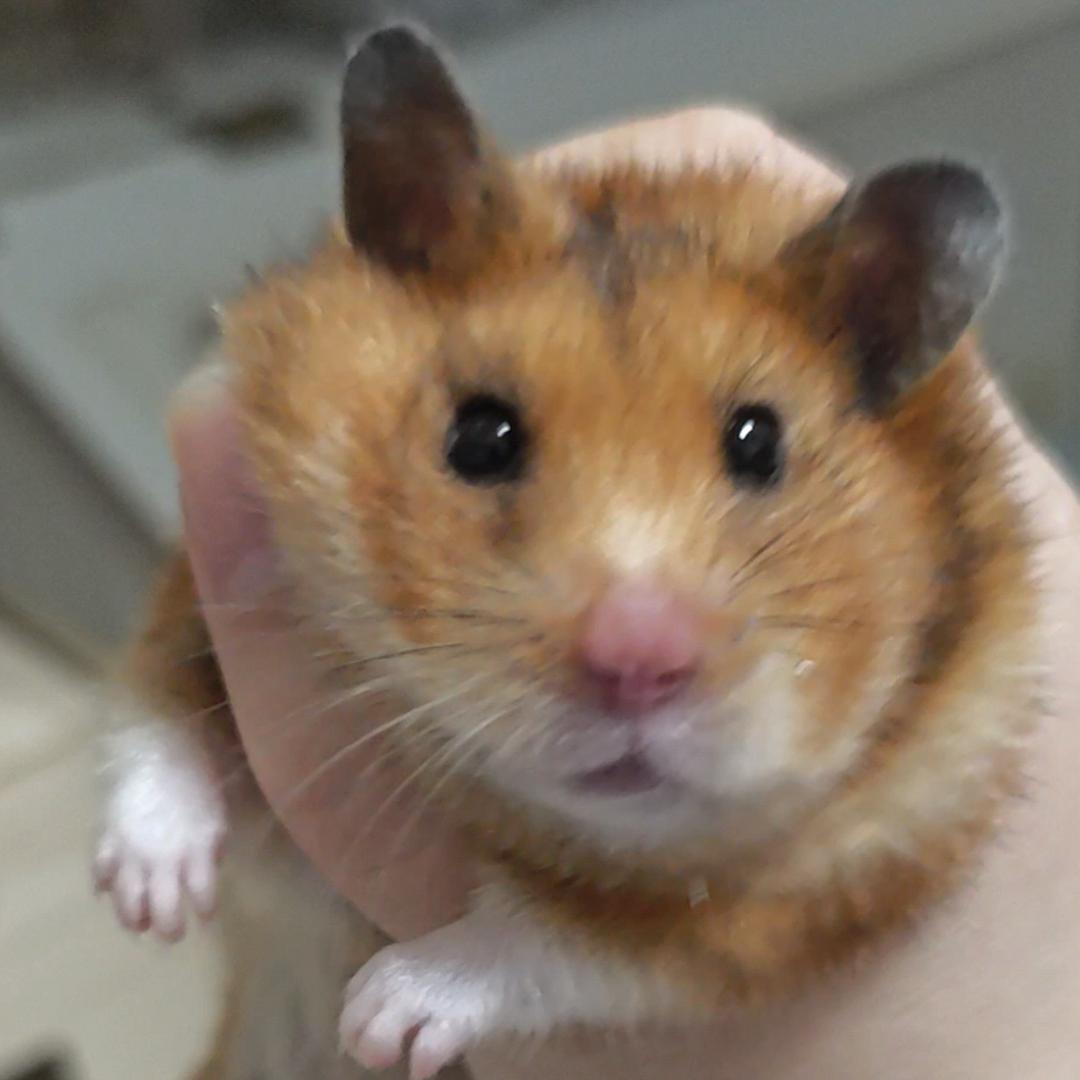 等等跑刀（三角洲行动）