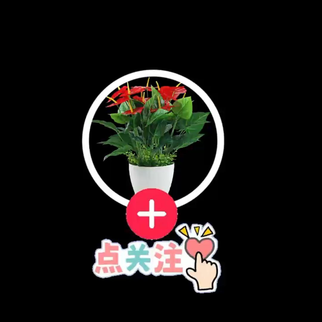 爱鞋的人