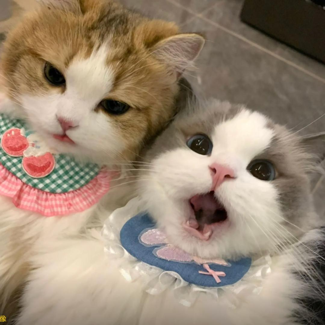 橙子家猫舍