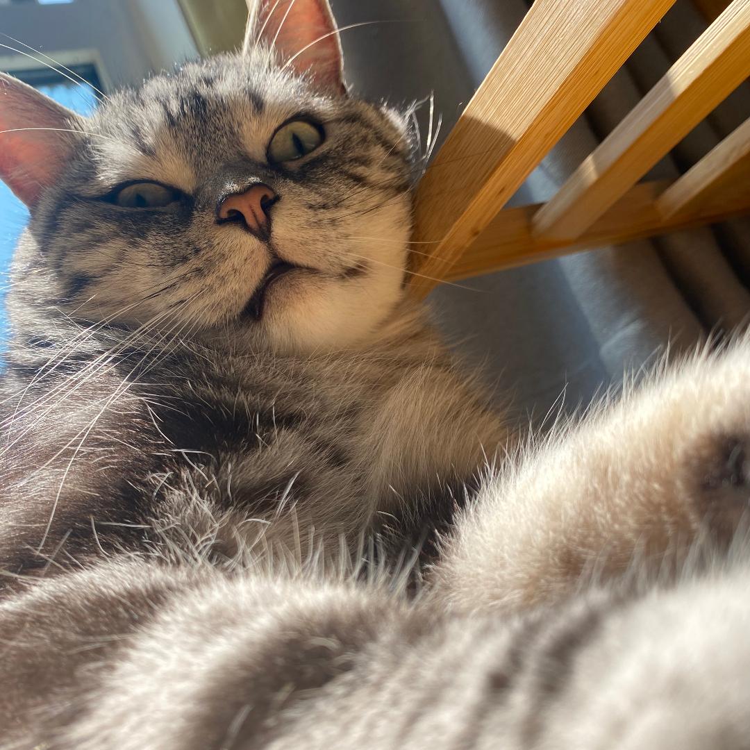 猫铁子
