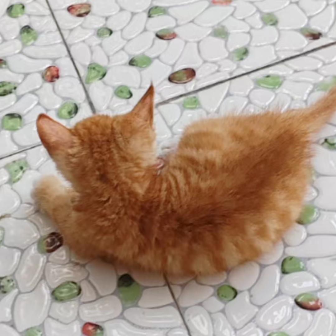 安崽在好好长大