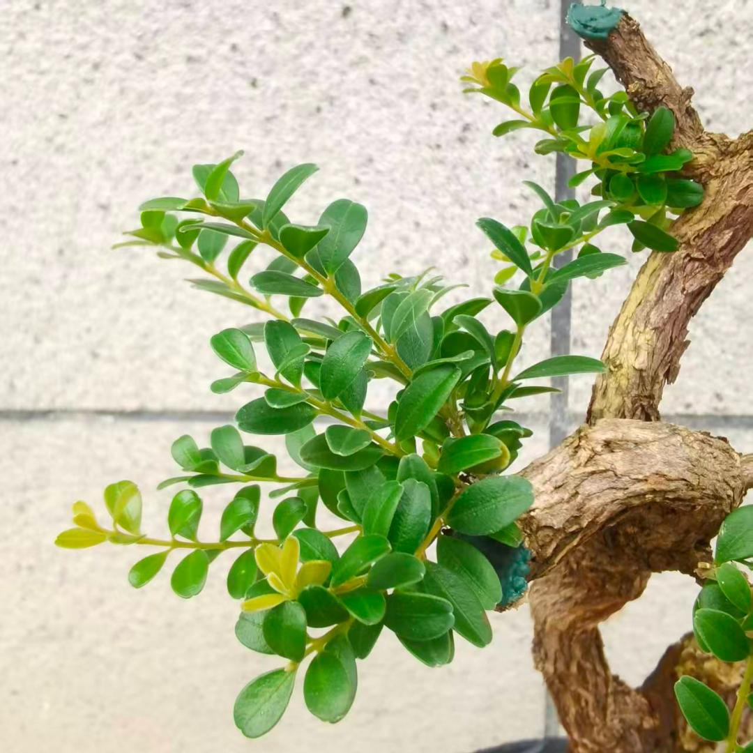 隐逸盆景苑—黄杨篇