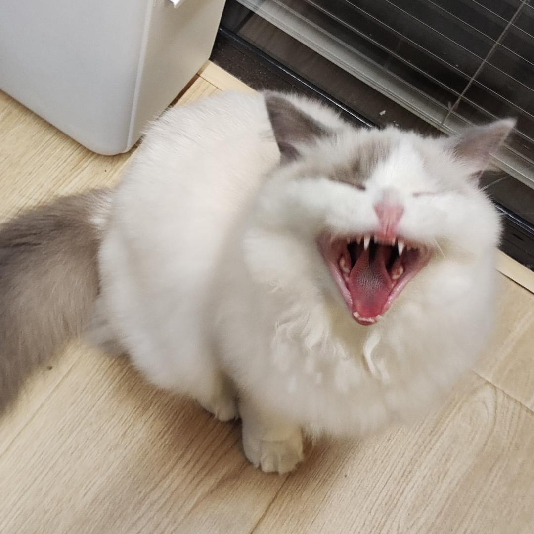 毯诚相见