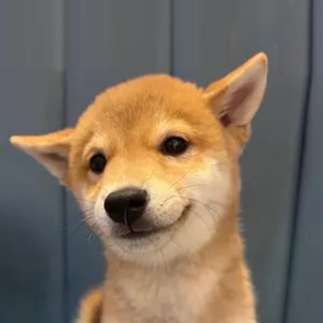 狗仔甲