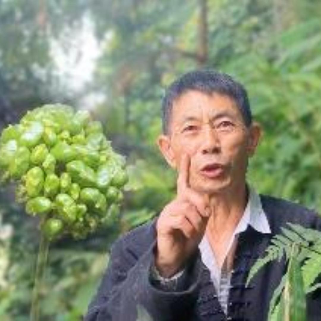 探本草