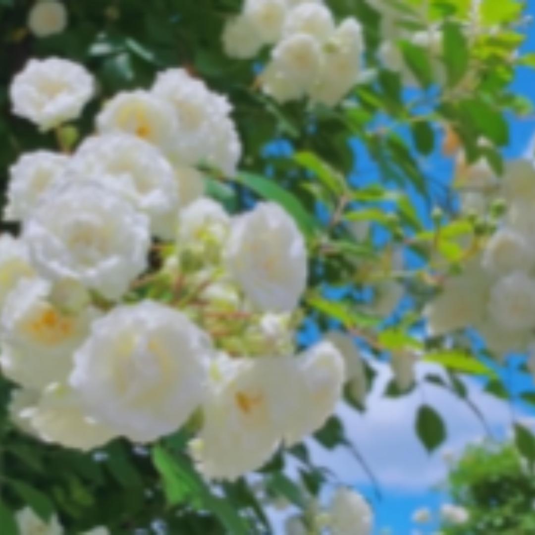用户51655836688