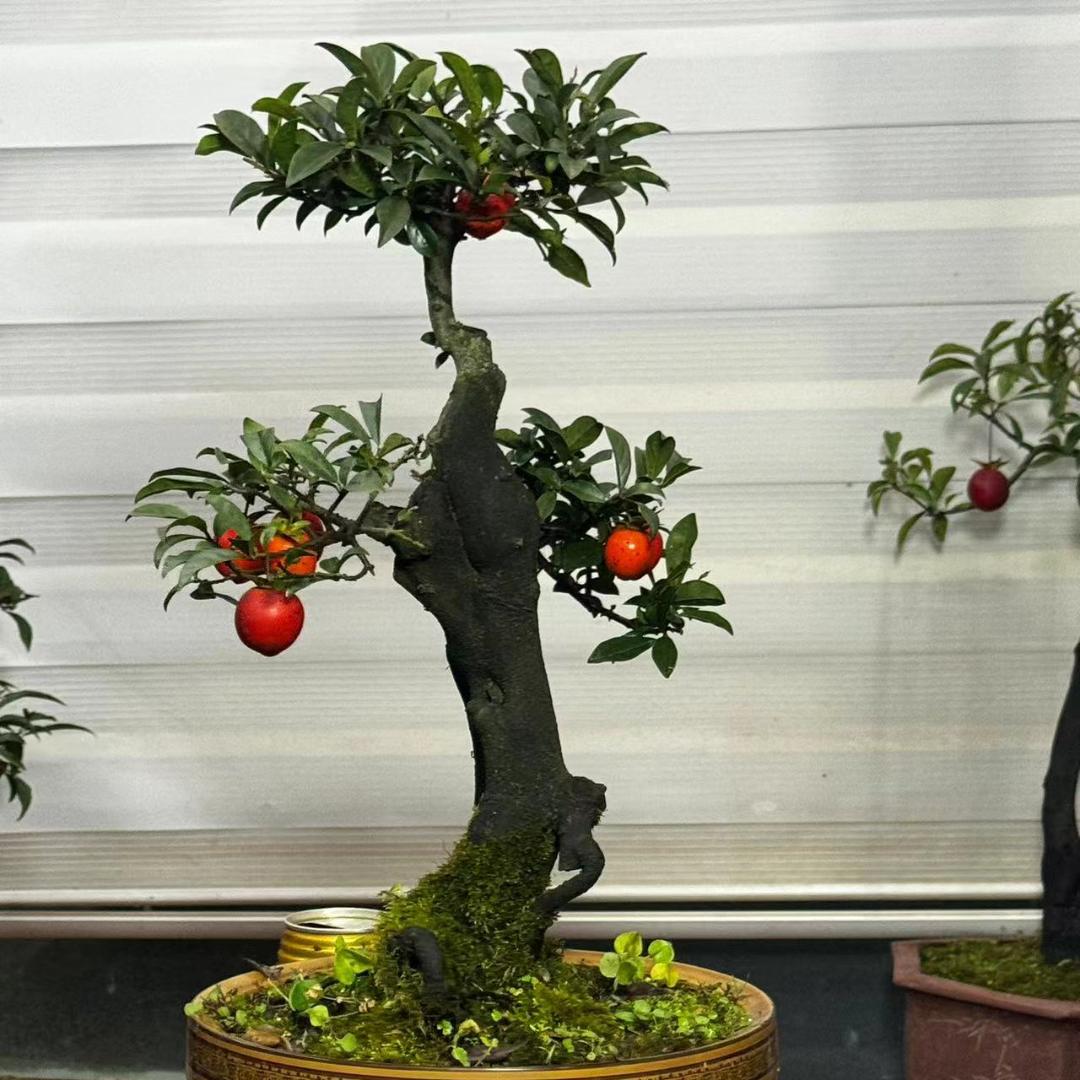 弹之缘金弹子盆景