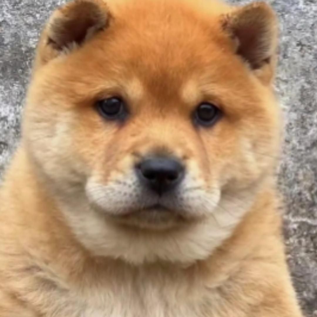 广西河池（毅哥田园犬）