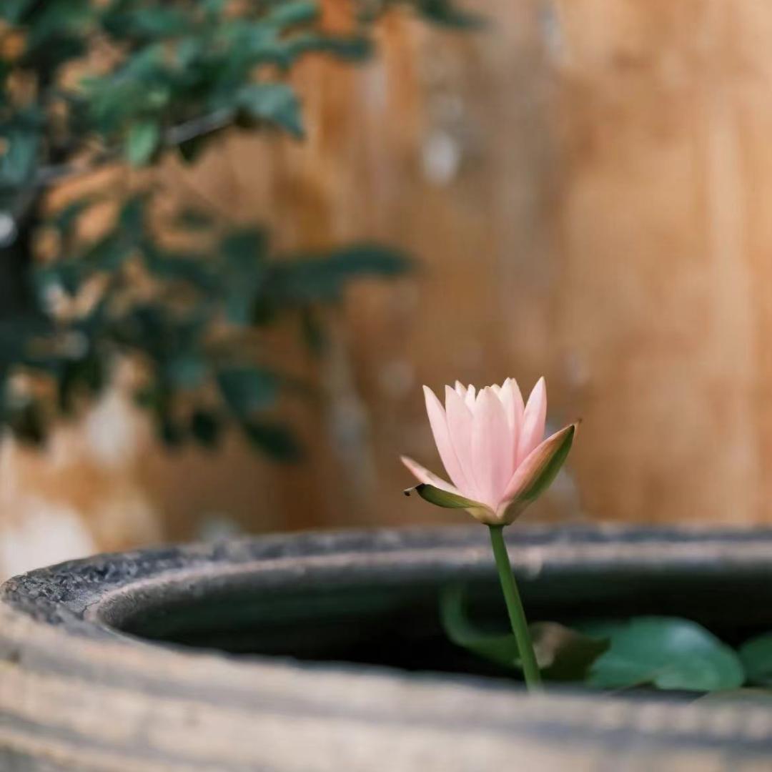 菩提。