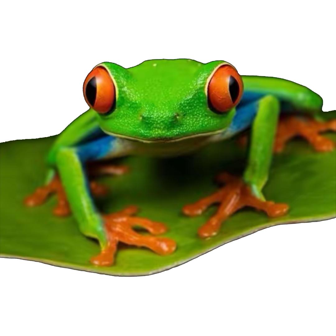 呱呱蛙棱镜虾屿