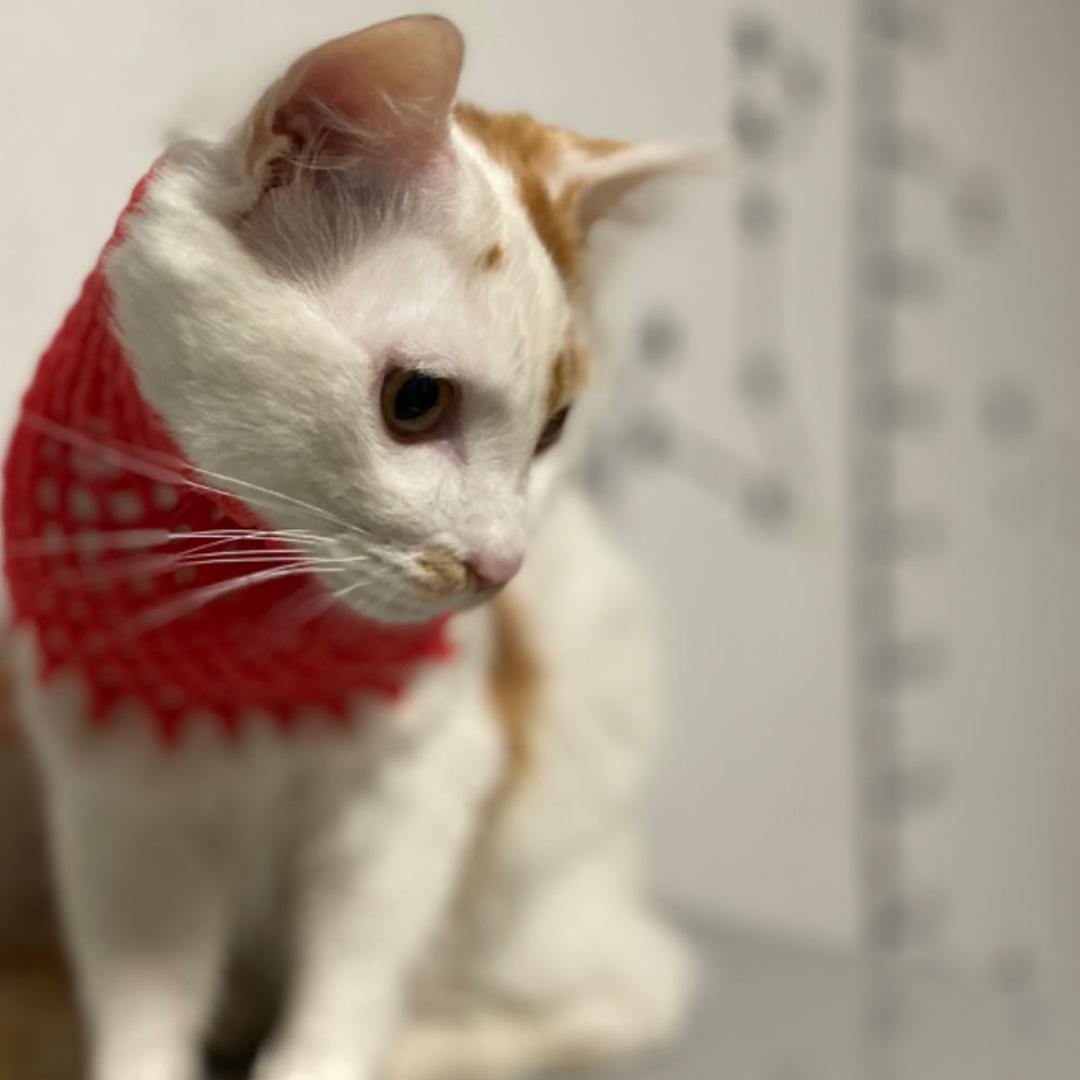 阿芳和萌宠的日常