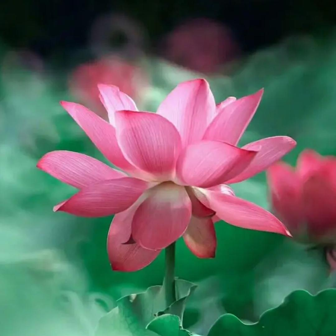 莲商会-莲与荷