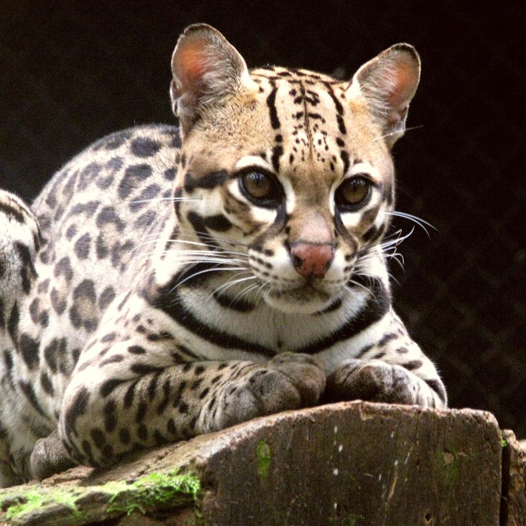 斑點紋豹貓(Ocelot)