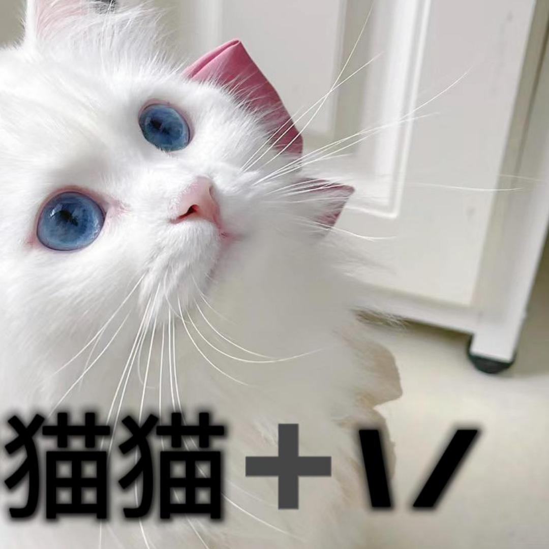 追风奇女子宠物