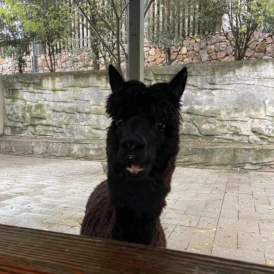 陈二狗