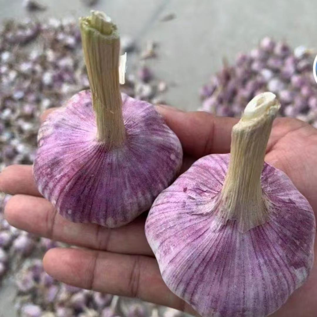 金乡大蒜仓储