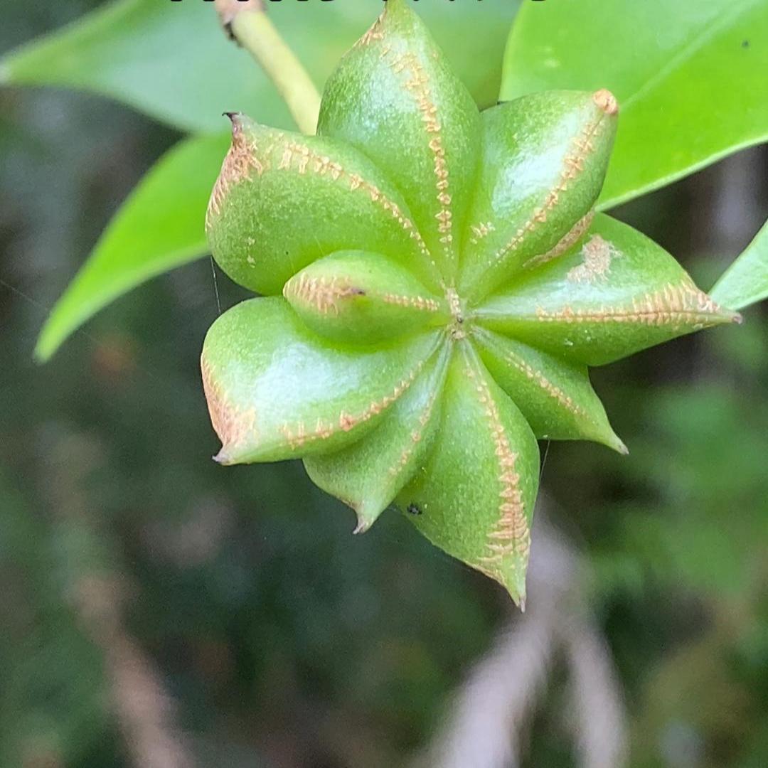 大师姐的山货
