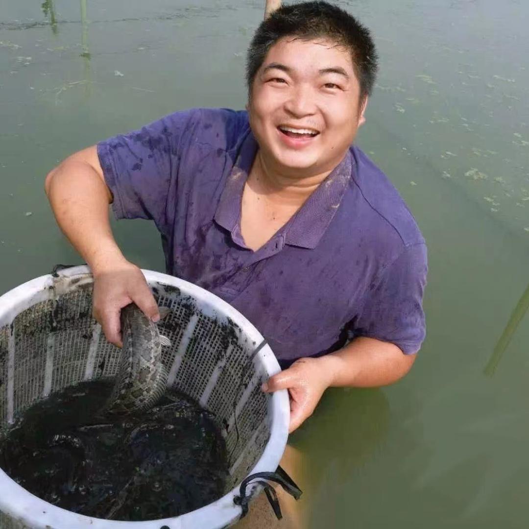 乌鱼大王