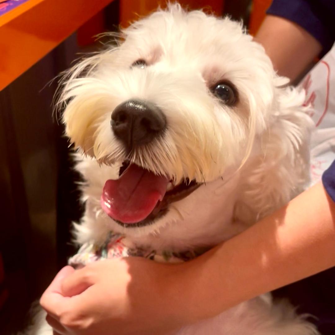 梅老板是真的狗