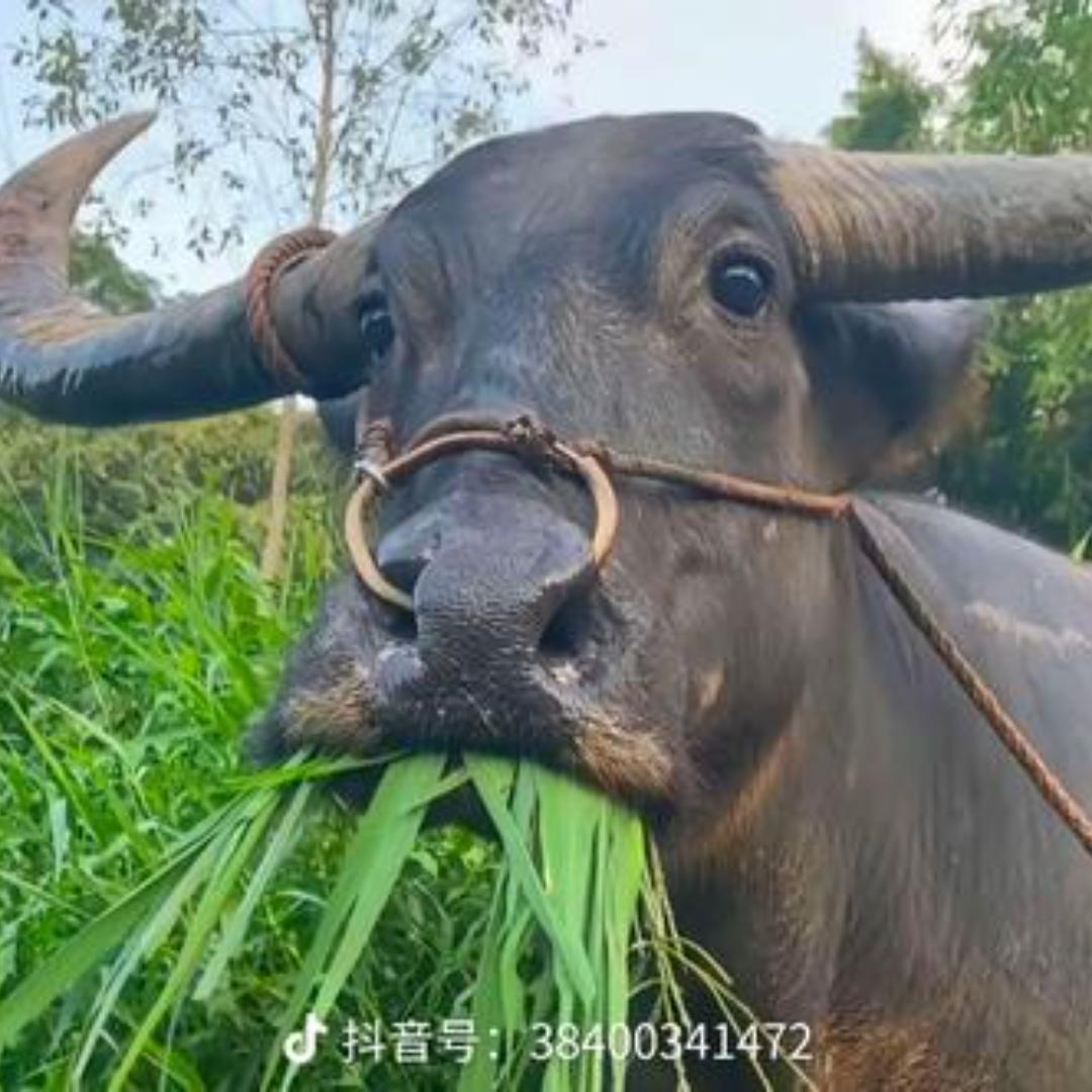 天天开心蛙