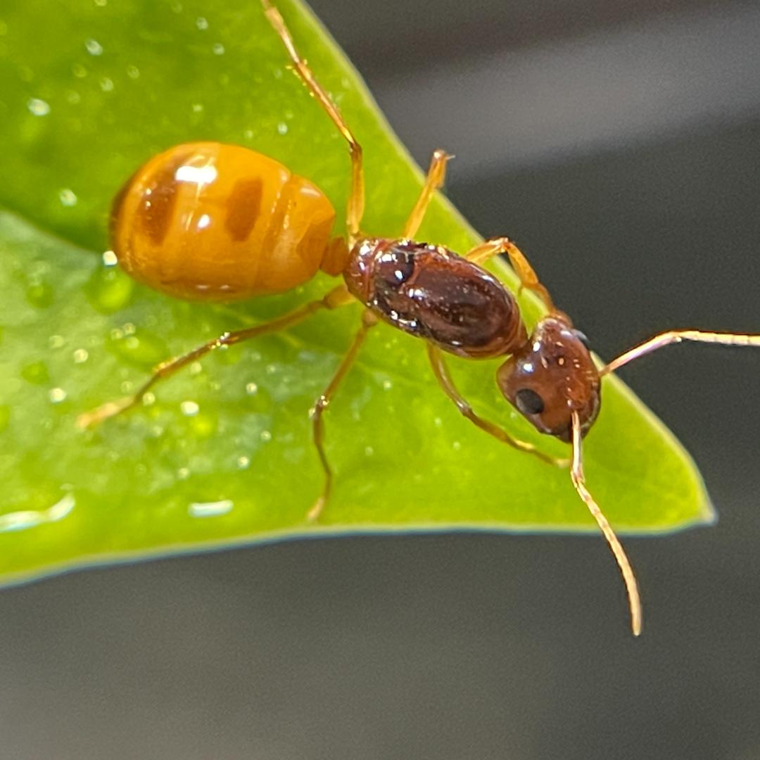 养蚂蚁的小宝子
