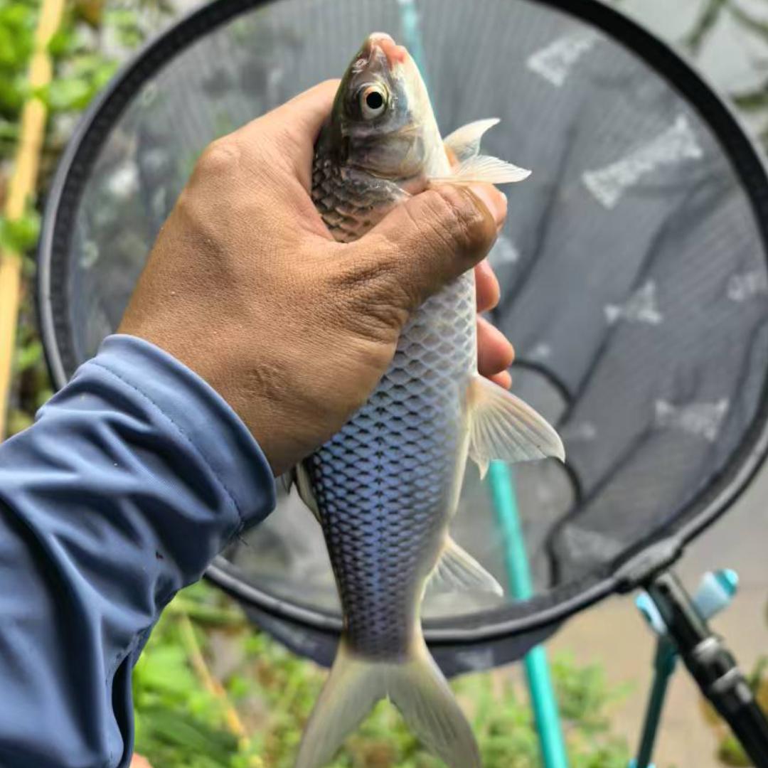 柒天钓鱼（野钓版）