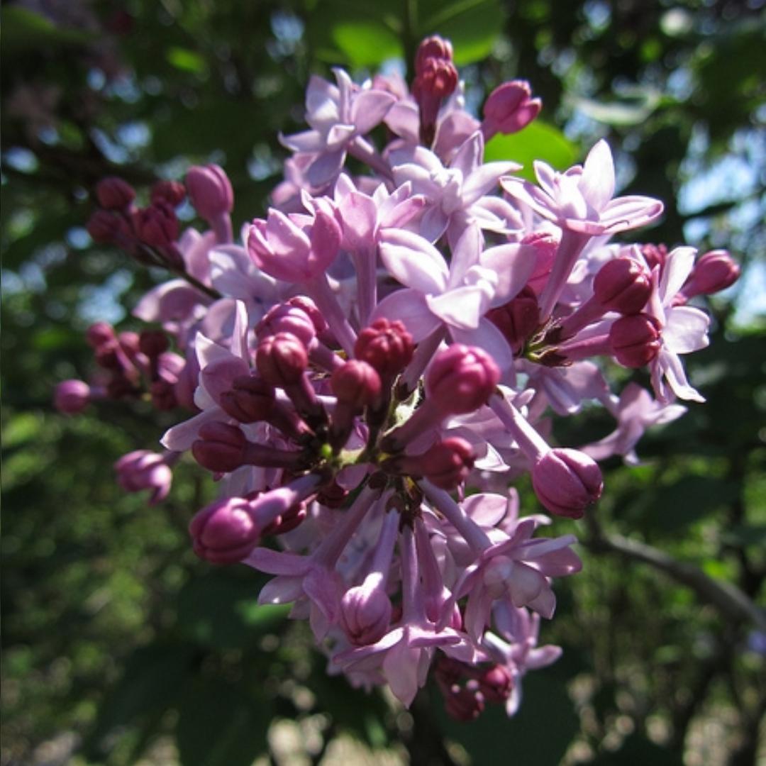 丁香花蕾